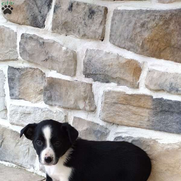 Blue, Border Collie Puppy